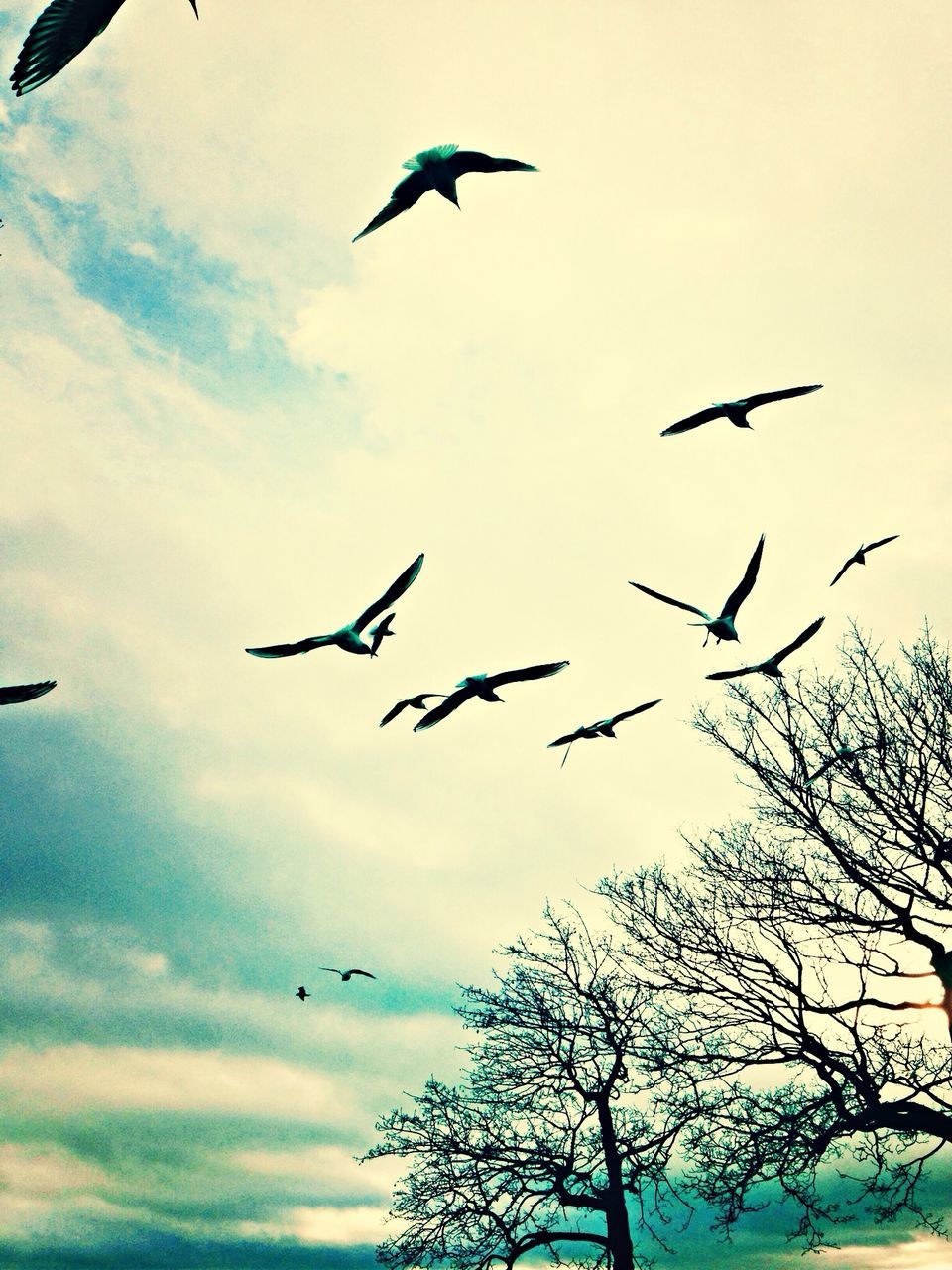 bird, flying, animal themes, animals in the wild, wildlife, low angle view, mid-air, spread wings, flock of birds, sky, medium group of animals, motion, silhouette, nature, flight, freedom, on the move, seagull, outdoors