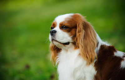 Close-up of cavalier king charles spaniel resting on field