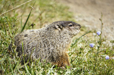 Close-up of a groundhog on grass with flower in its mouth