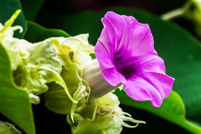 Close-up of pink flowering plant