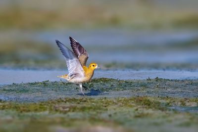 Bird flying over a field