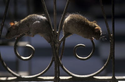 Close-up of rats on metallic railing