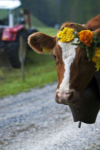 Close-up of cow