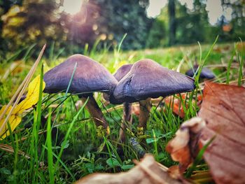 Close-up of mushroom in field