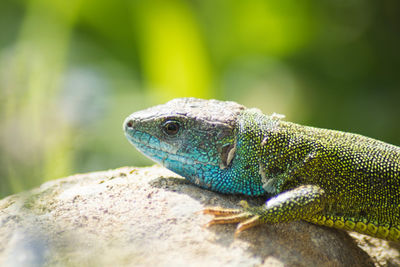 Close-up of lizard on rock