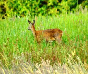 Animal grazing on grassy field