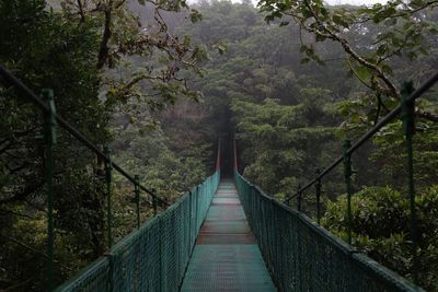 Footbridge amidst trees in forest