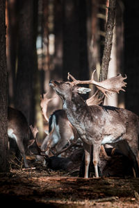 Deer in a forest