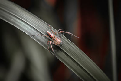 Close-up of spider