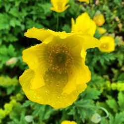 Close-up of yellow flowers