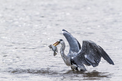 Birds on a lake