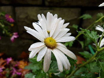 Close-up of white flower blooming outdoors