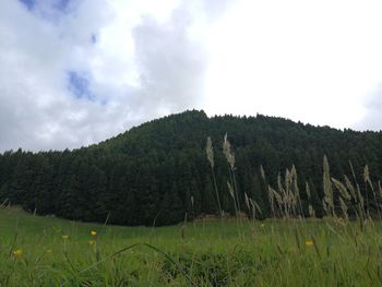 Scenic view of trees growing on field against sky