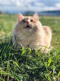 Cat looking away on field