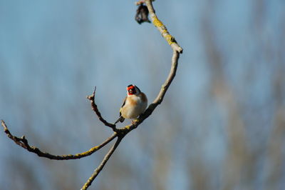 Close-up of bird perching on branch