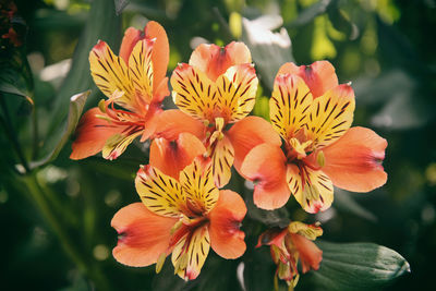 Alstroemeria, commonly called the peruvian lily or lily of the incas