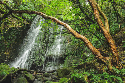 Scenic view of waterfall in forest