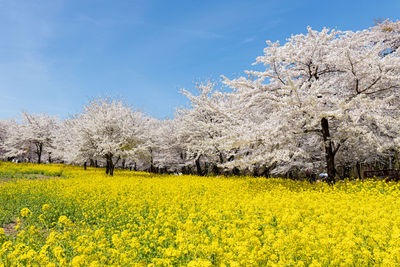 Scenic view of oilseed rape field against sky