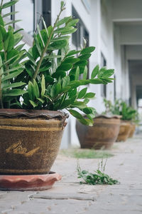 Close-up of potted plant on table