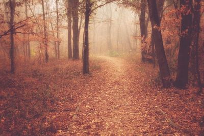 Trees in forest during autumn