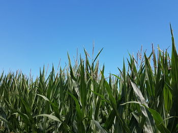 Crops growing on field against clear blue sky