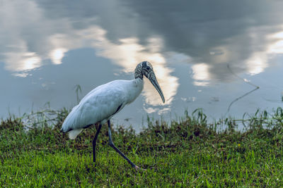 Side view of a bird on field