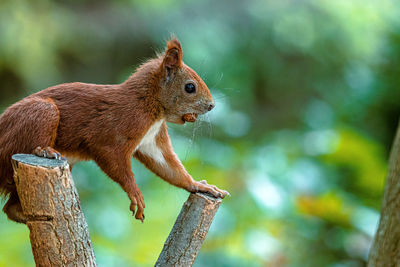 Close-up of squirrel on tree