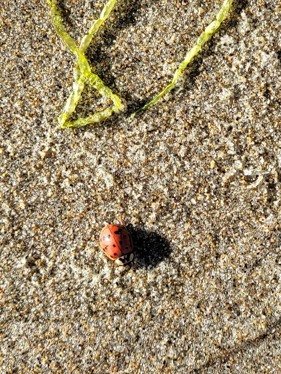 soil, high angle view, day, land, no people, nature, sand, beach, sunlight, outdoors, textured, full frame, leaf, close-up, asphalt, wildlife, animal, directly above, pattern, backgrounds, animal themes, road surface