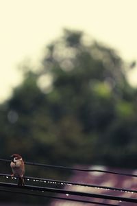 Close-up of cat against sky