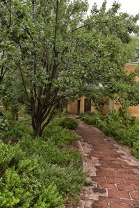 Trees and plants growing in yard of house