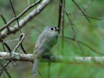 Bird perching on branch