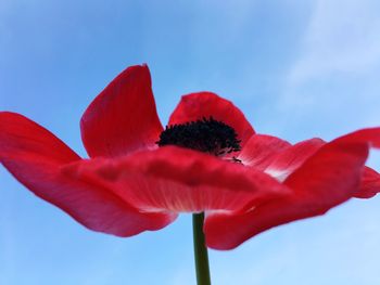 Low angle view of red flowering plant against sky