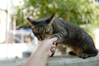 Cropped image of hand with cat