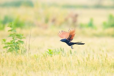 Bird flying over a field