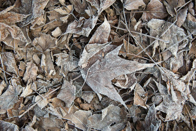 Full frame shot of dead plant