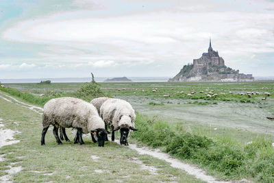 View of sheep on field against sky