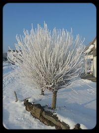 Trees against blue sky