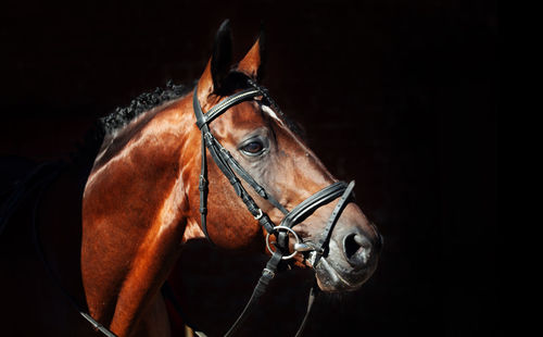 Close-up portrait of a horse