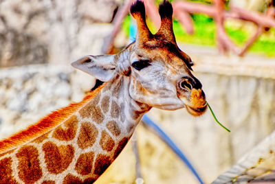 Close-up of a giraffe