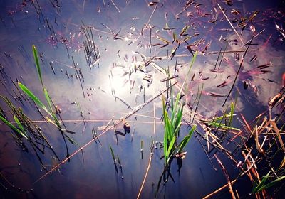 Plants in water