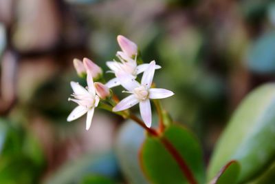 Close-up of flowers blooming on tree