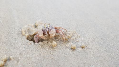 Close-up of crab on beach