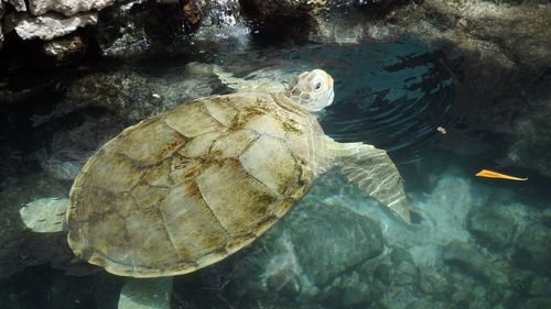 High angle view of turtle swimming in sea