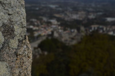 Close-up of tree trunk against sky