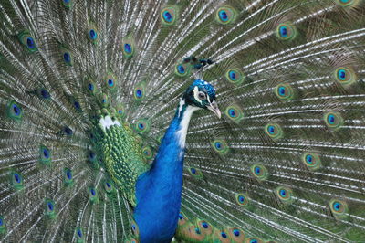 Pavo real
