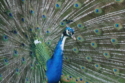 Full frame shot of peacock