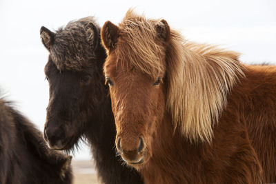 Icelandic horses on a meadow in spring