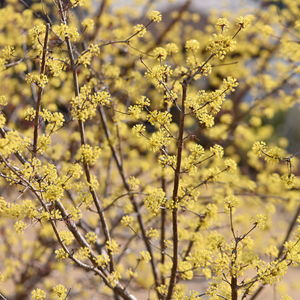 Close-up of yellow flowering plant