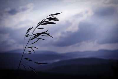 Low angle view of plant against sky during sunset