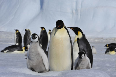 View of penguins on snow